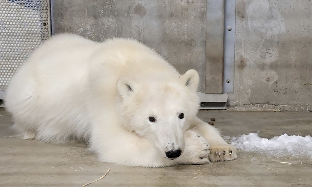 Why young polar bear was ‘removed from the wild’ in Alaska