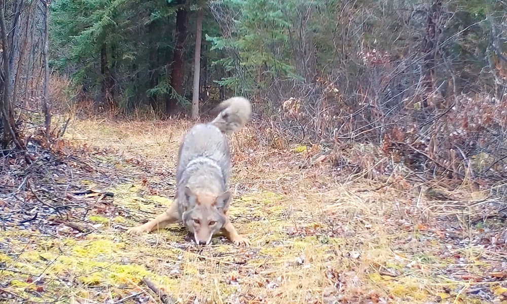 Watch coyote’s ‘animated response’ when it detects trail-cam