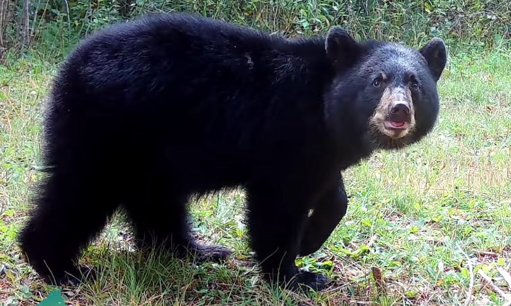 Bear cub ‘readjusts’ trail camera perfectly to capture variety of critters