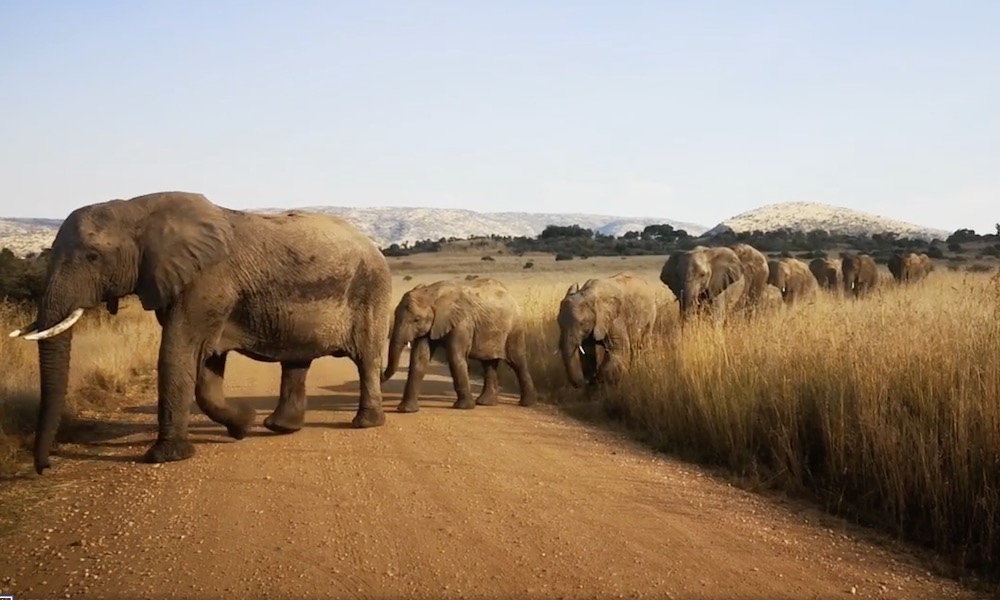 Long procession of elephants halts safari; ‘Look at the baby’