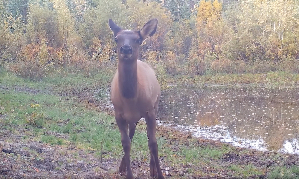 Young elk displays fancy footwork in front of trail camera