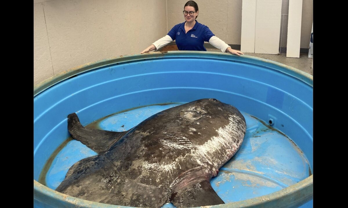 450-pound sunfish discovered on N.C. beach; scientists overjoyed