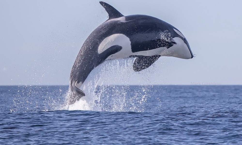 Stunning footage shows ‘way of the orca’ while hunting dolphins