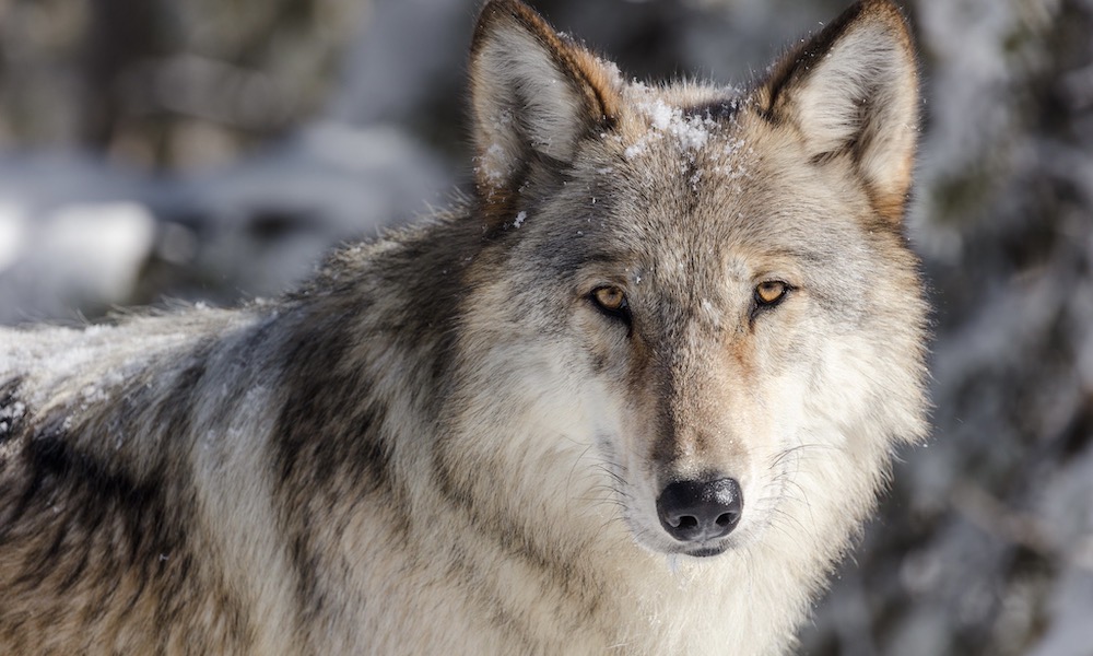 Watch: Wolf tries to run down elk in Grand Teton National Park