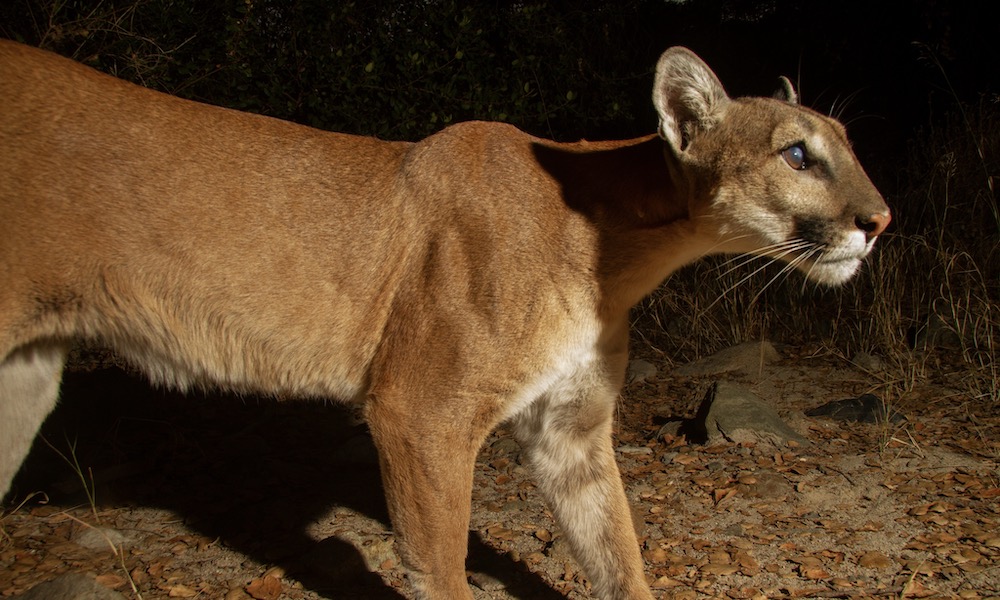 Watch: Partially blind cougar shows why she’s still a super mom
