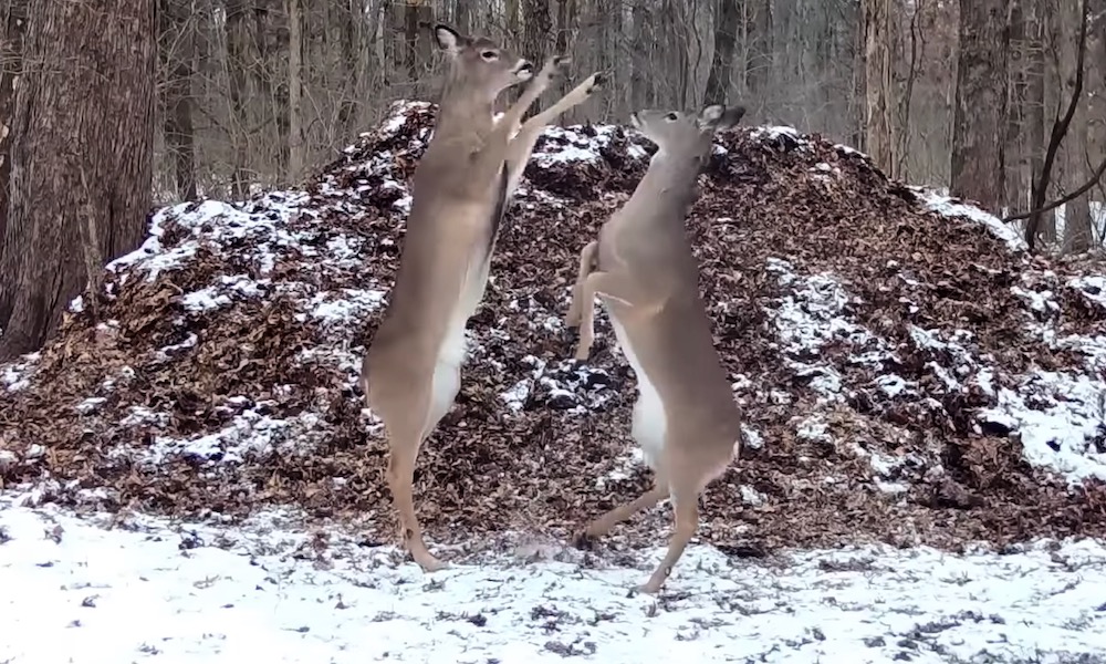 Watch: Are these deer getting high on grass? No, on leaves