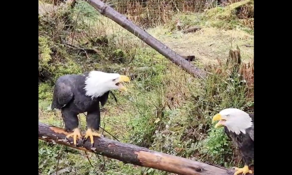 How bald eagles really sound (it’s not like in the movies)