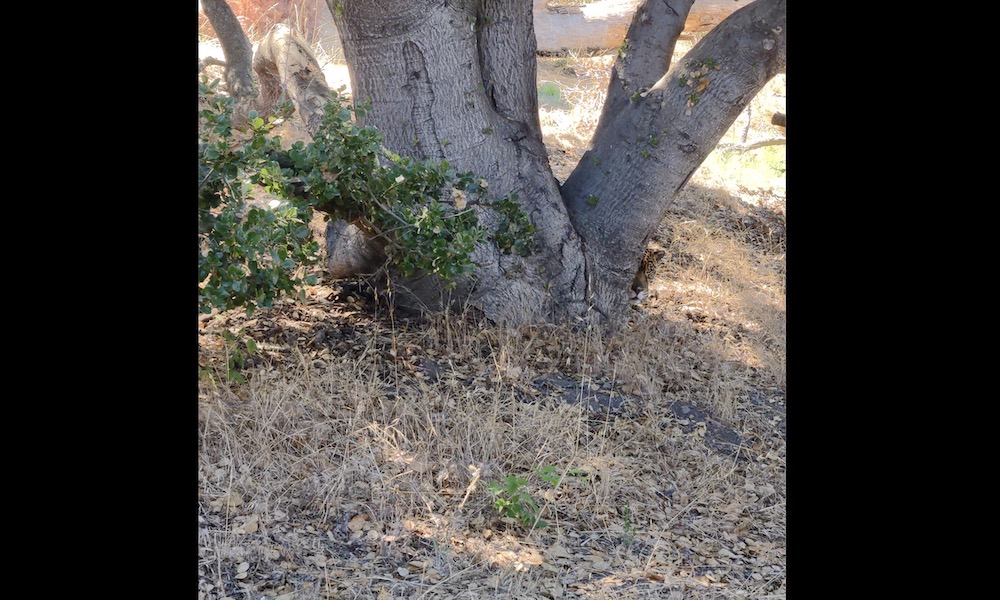 Can you spot the leopard hiding at the Oakland Zoo?