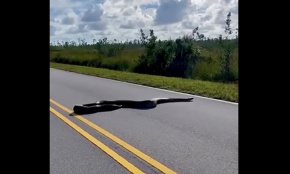 Watch: Florida motorist encounters giant python crossing road