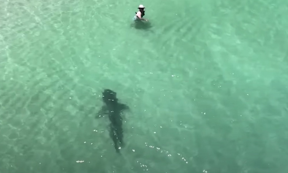 Watch: Swimmer spots drone but not approaching tiger shark