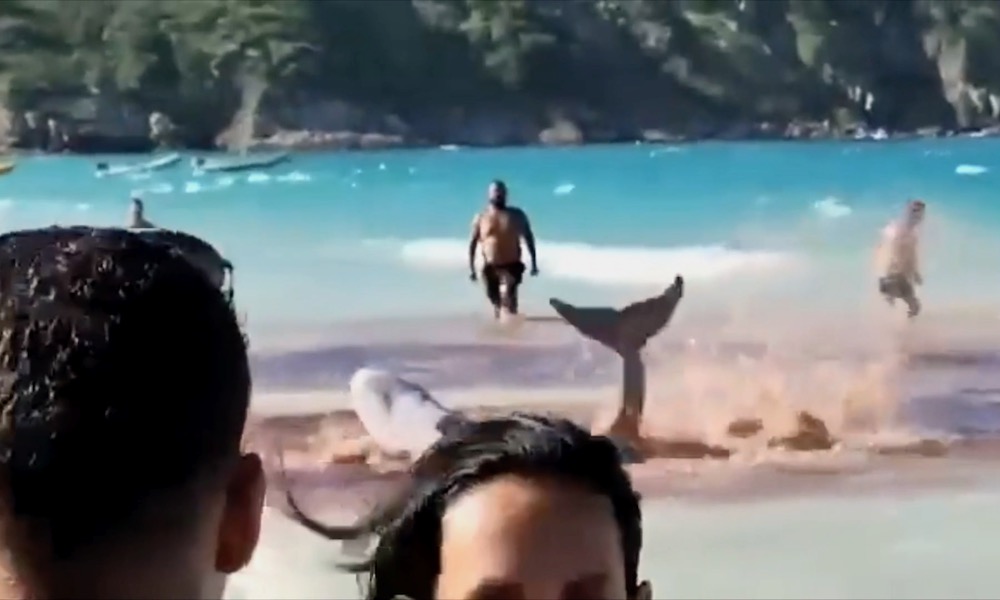 Watch: Jaws-like panic grips beachgoers, who flee surf in terror