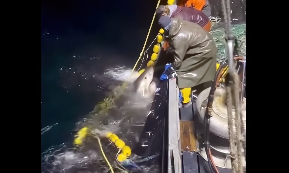 Watch: Massive great white shark rescued from net by fishermen