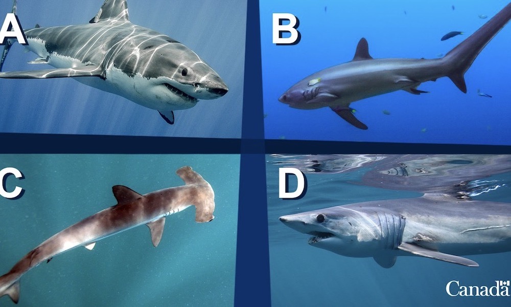 Can you spot the mako shark in this lineup of predators?