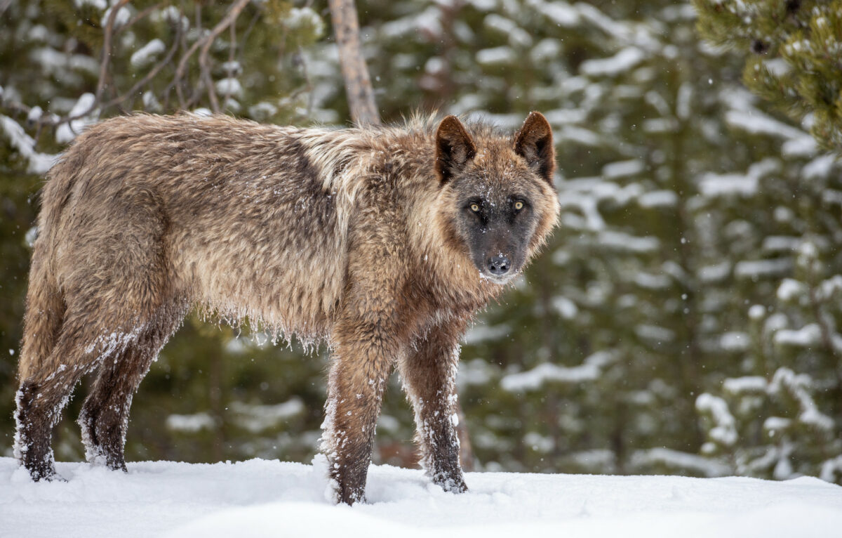 Yellowstone-based wolves faring much better this hunting season