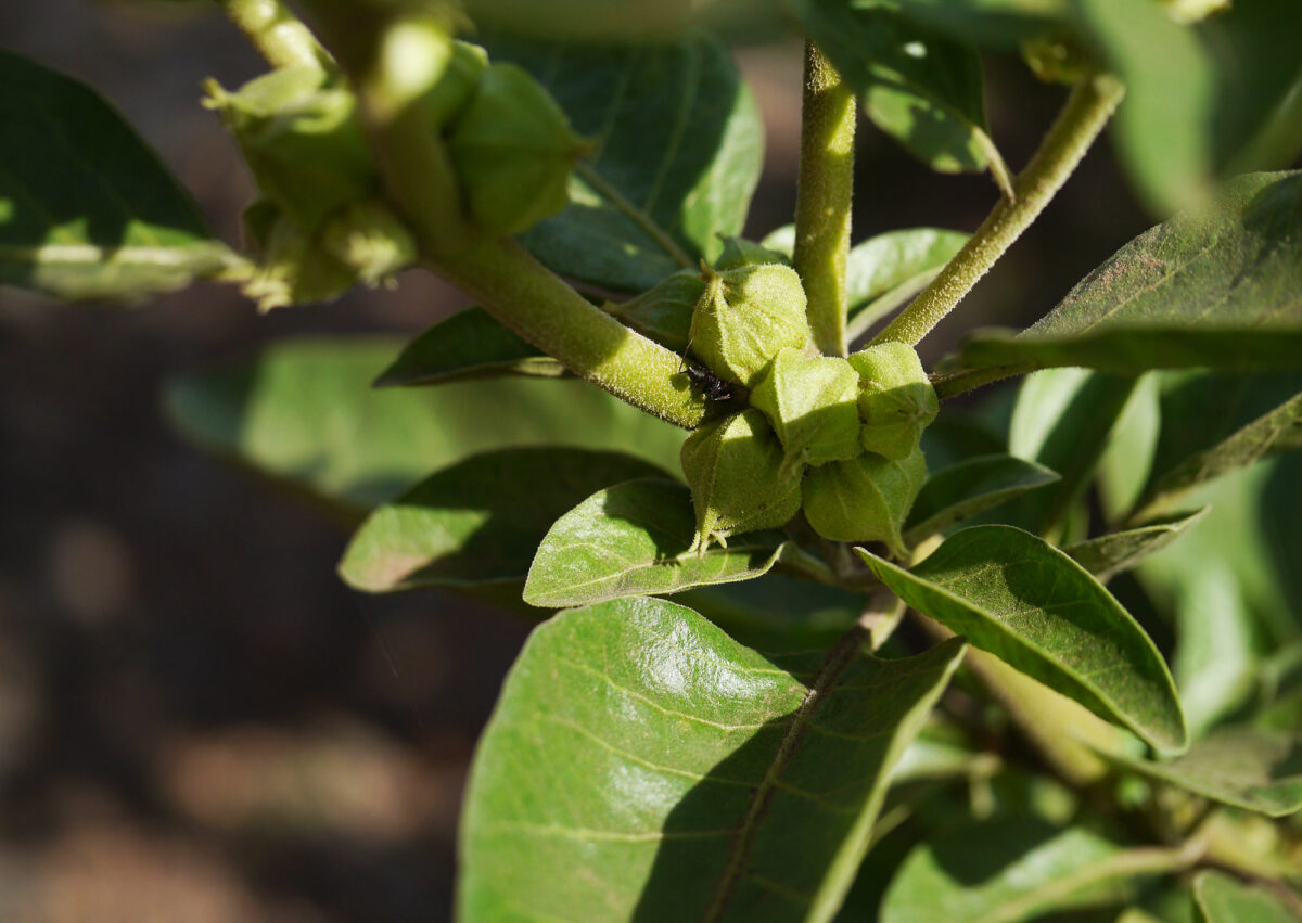 What is ashwagandha? Here’s what you need to know about this plant.