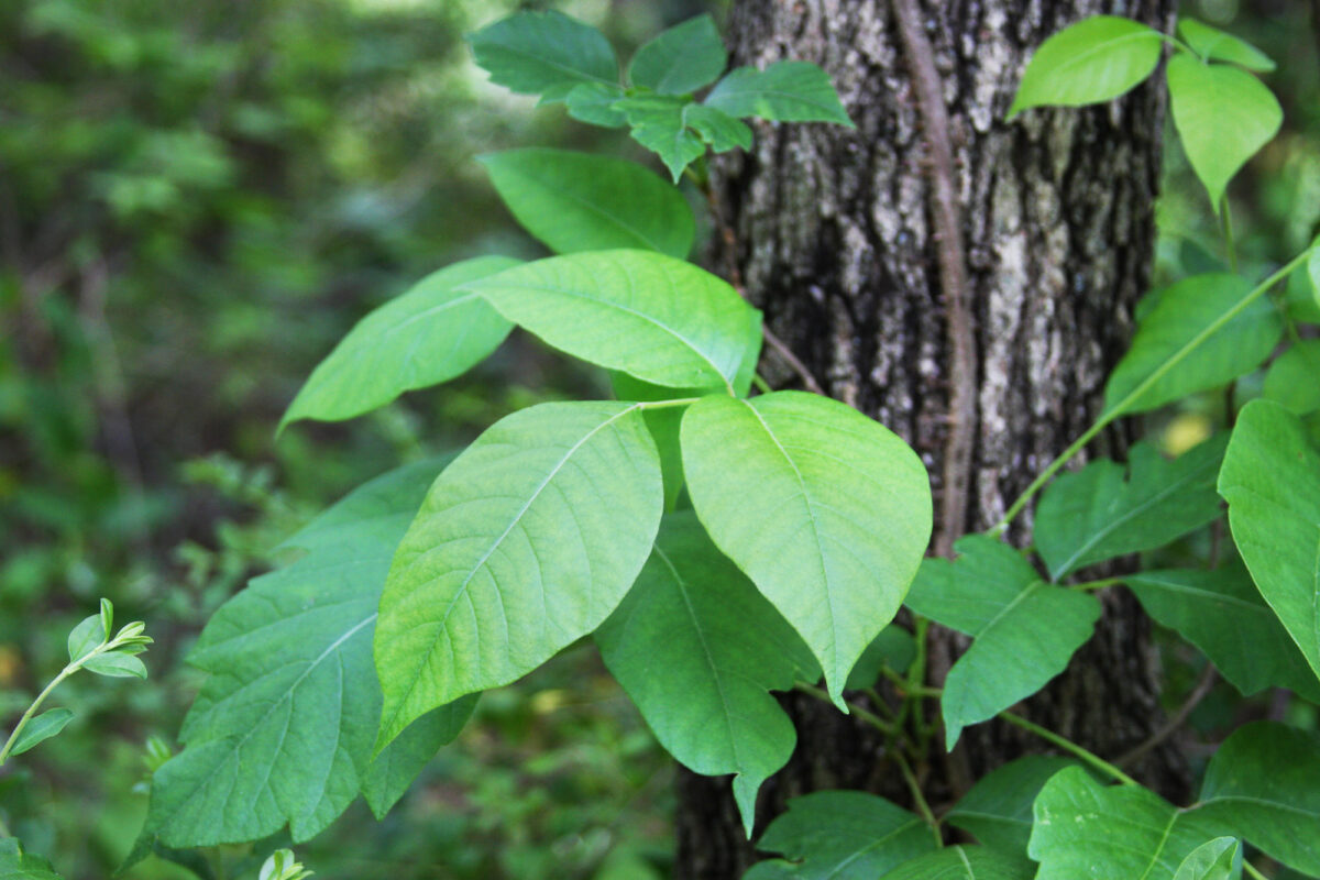 How to identify poison ivy, explained in 7 photos