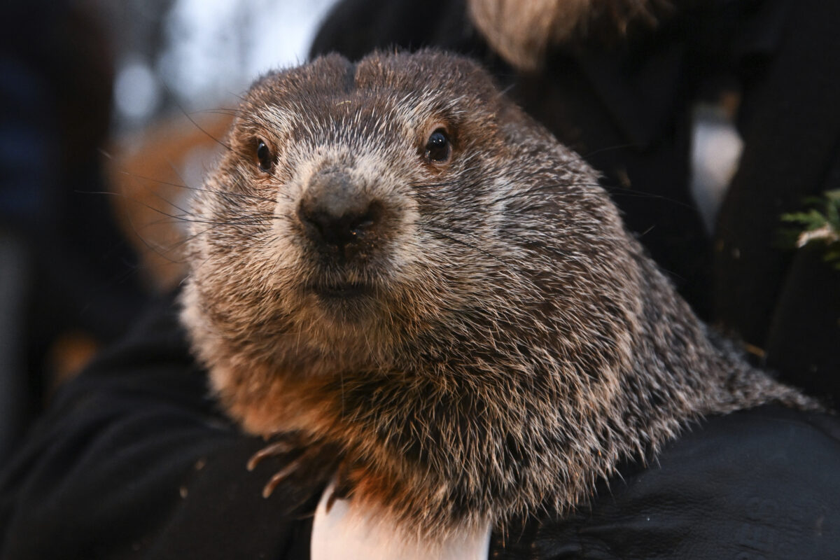 Groundhog Day 2023: Did Punxsutawney Phil predict more winter or an early spring?