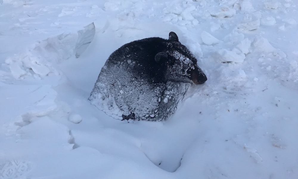 Bear stuck in ice given Pop Tarts during ill-advised rescue attempt