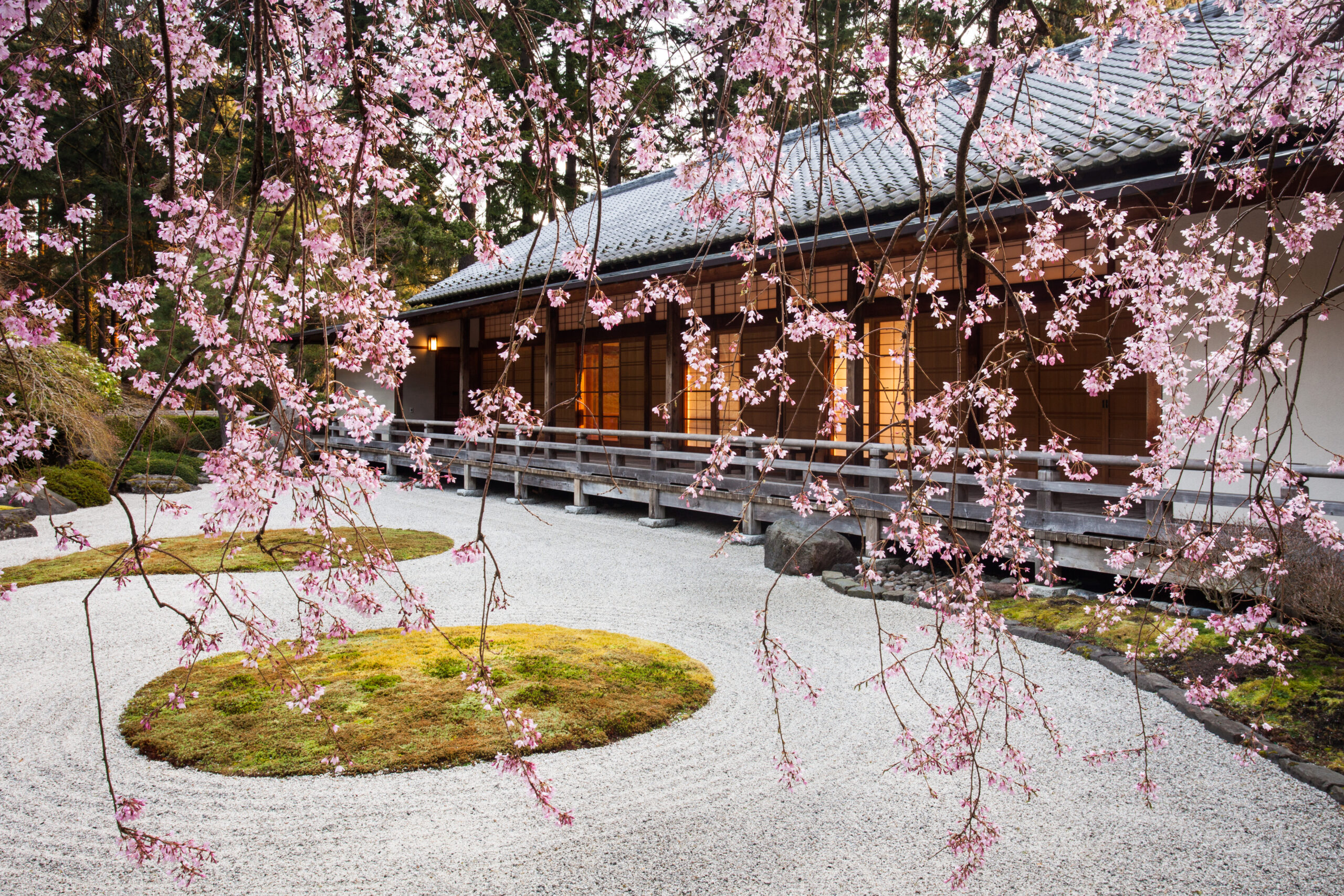 23 of the best places to see cherry blossom trees bloom in the US
