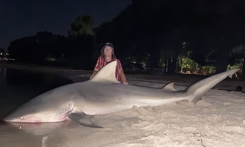 Bull shark caught, released near site of fatal attack in Australia