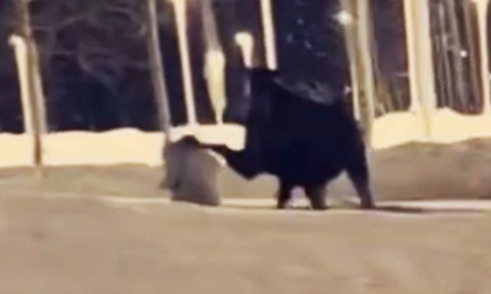 Watch: Warning came too late for woman run over by a moose