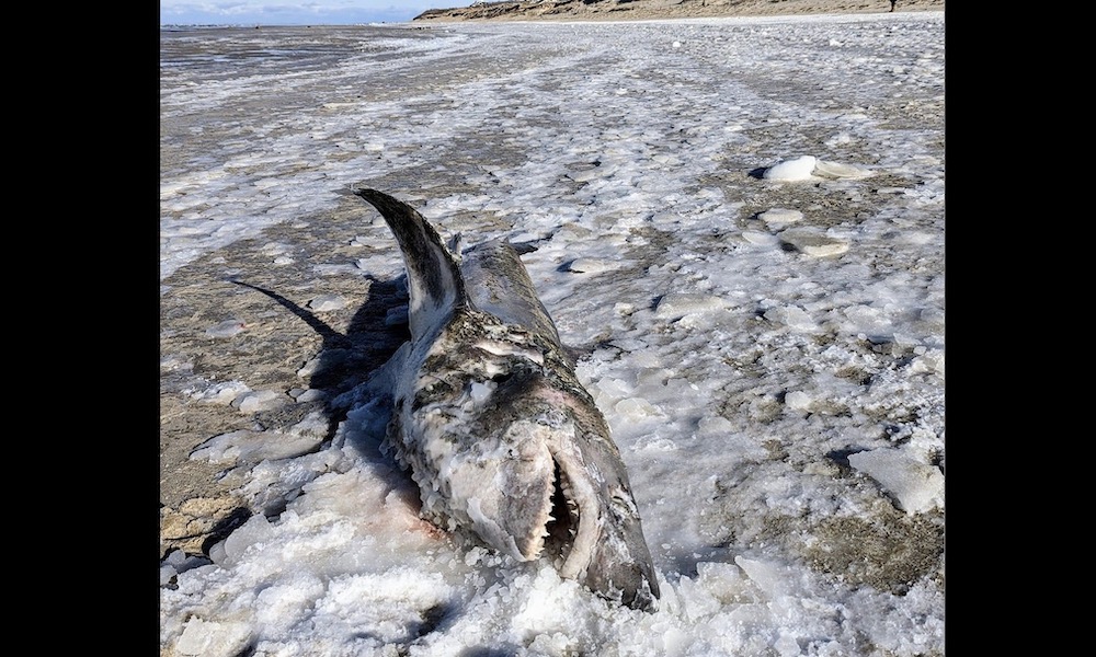 Amid cold snap, ‘frozen shark’ discovered on Cape Cod beach