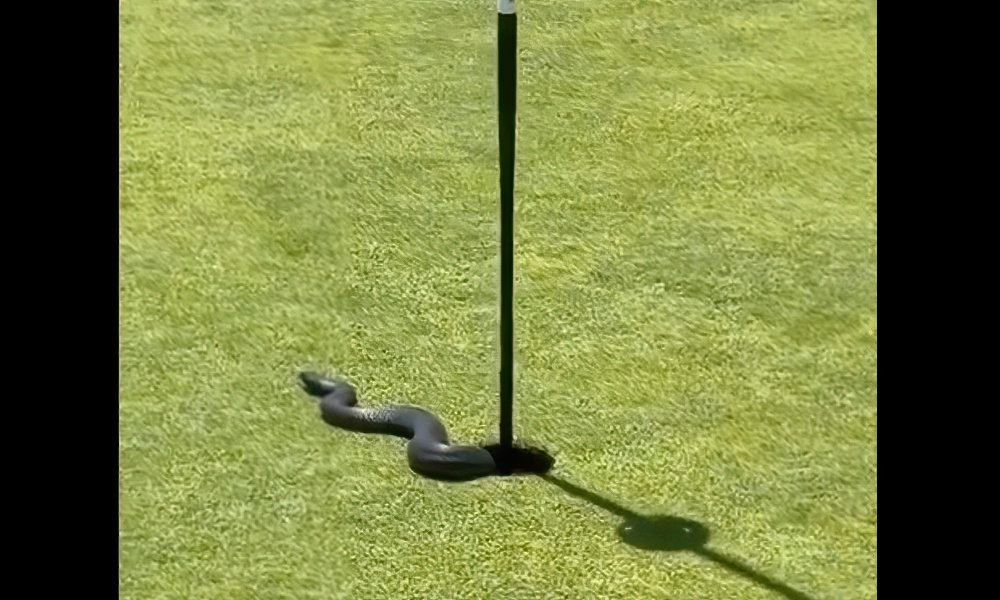Golfers play through after ‘slithery surprise’ emerges from cup