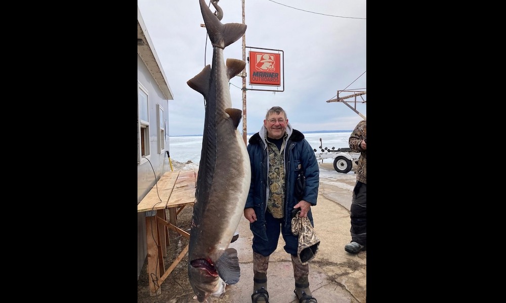 Ice fisherman spears 177-pound sturgeon, joins Heavy Hitters Club