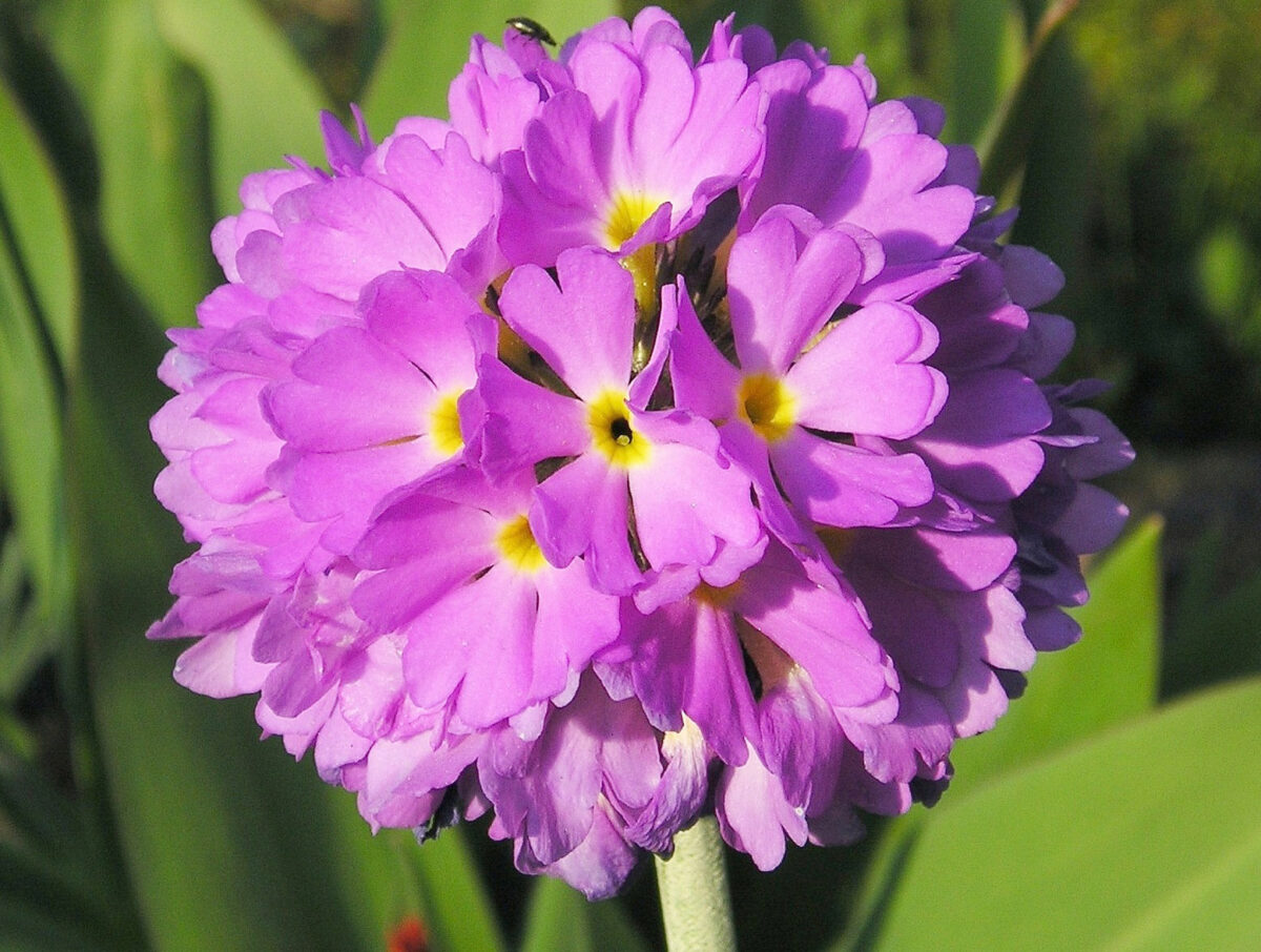 Perennial primrose plants that will keep your garden bright and beautiful