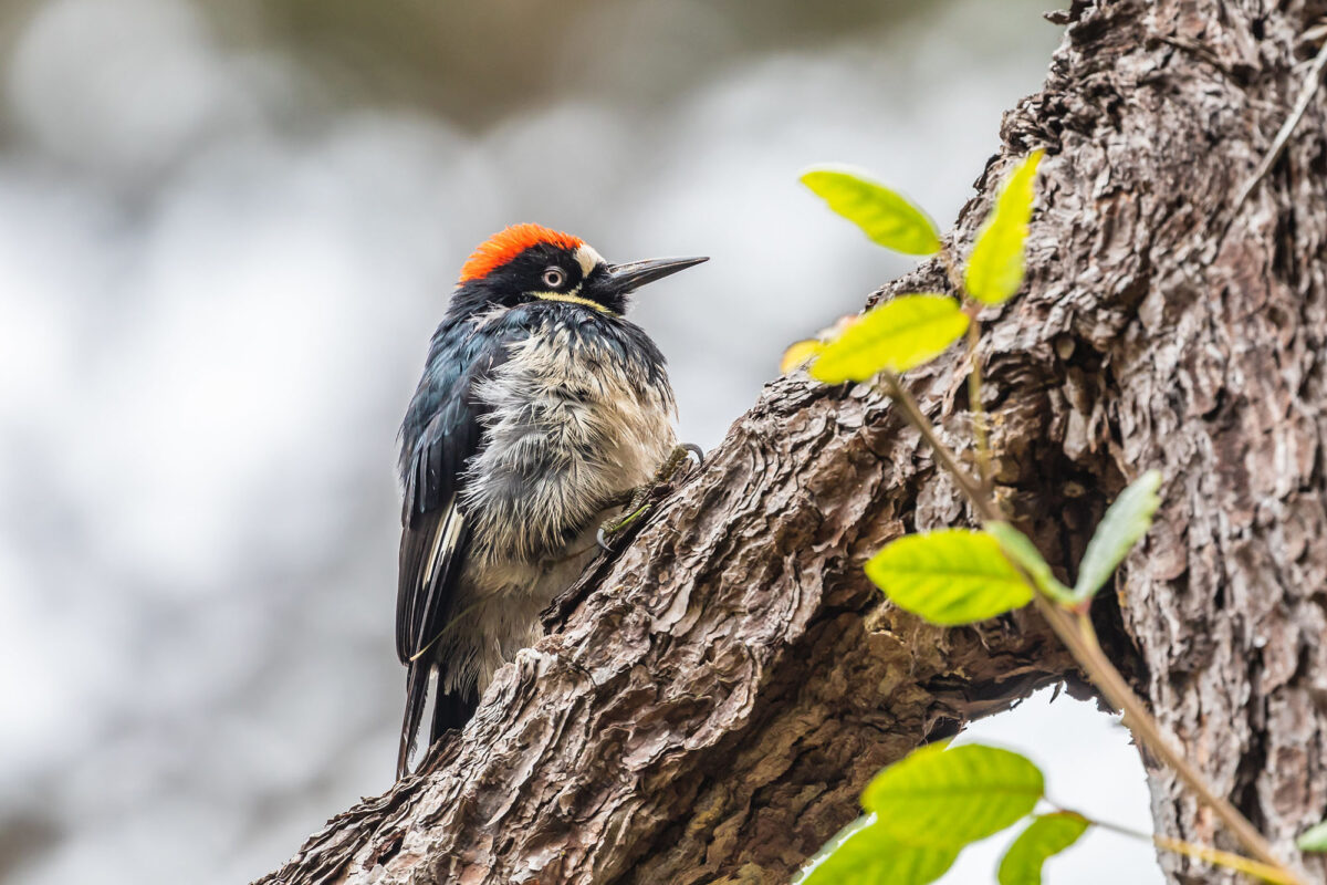 6 species you can find while birdwatching on the Pacific Crest Trail