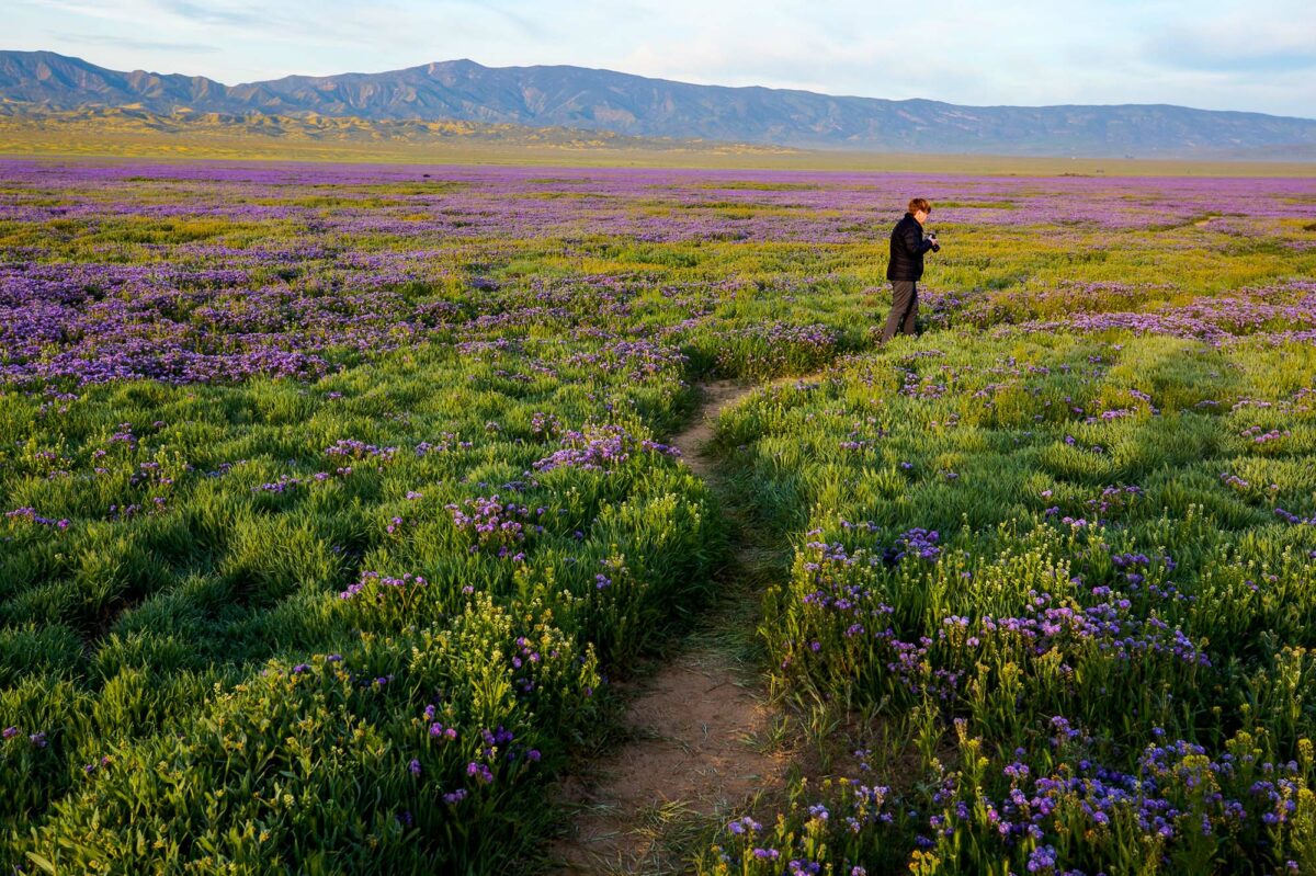 Where to watch wildflowers blossom during the California “super bloom”