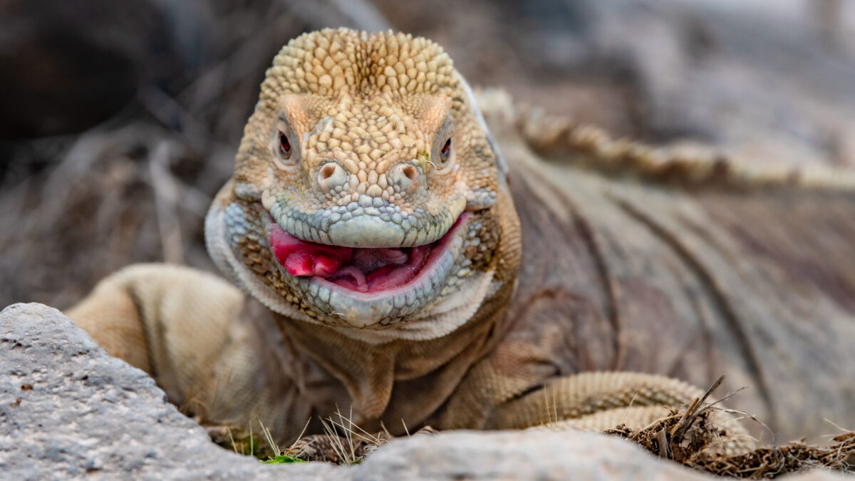 Meet these Big 15 animals on a trip to the Galápagos