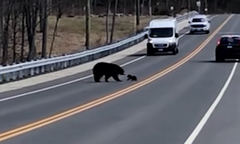 Watch: Tiny cub getting assist from momma bear is ‘cuteness overload’