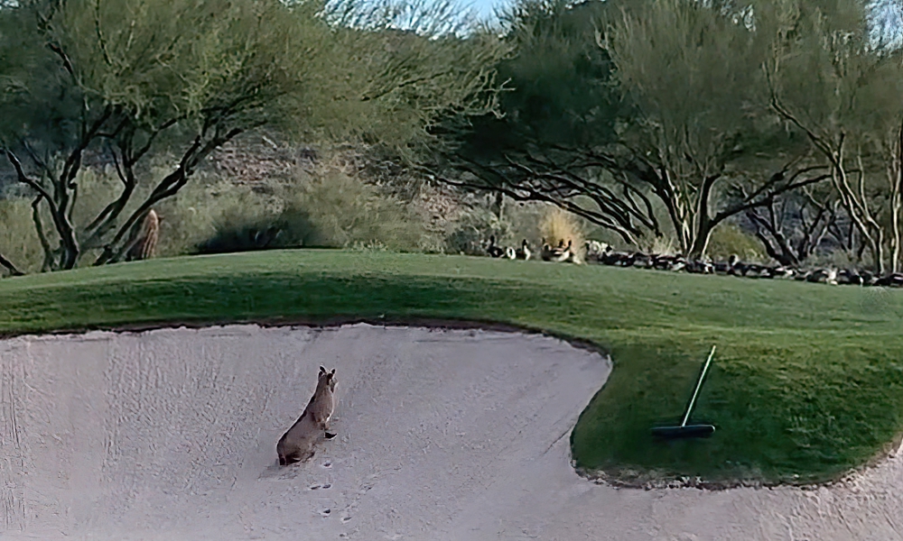 Bobcat shows stunned golfers proper way to score a birdie