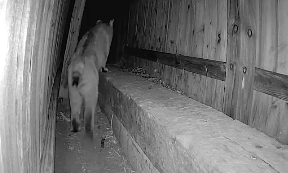 Bobcat shown stalking raccoons in surreal nighttime footage