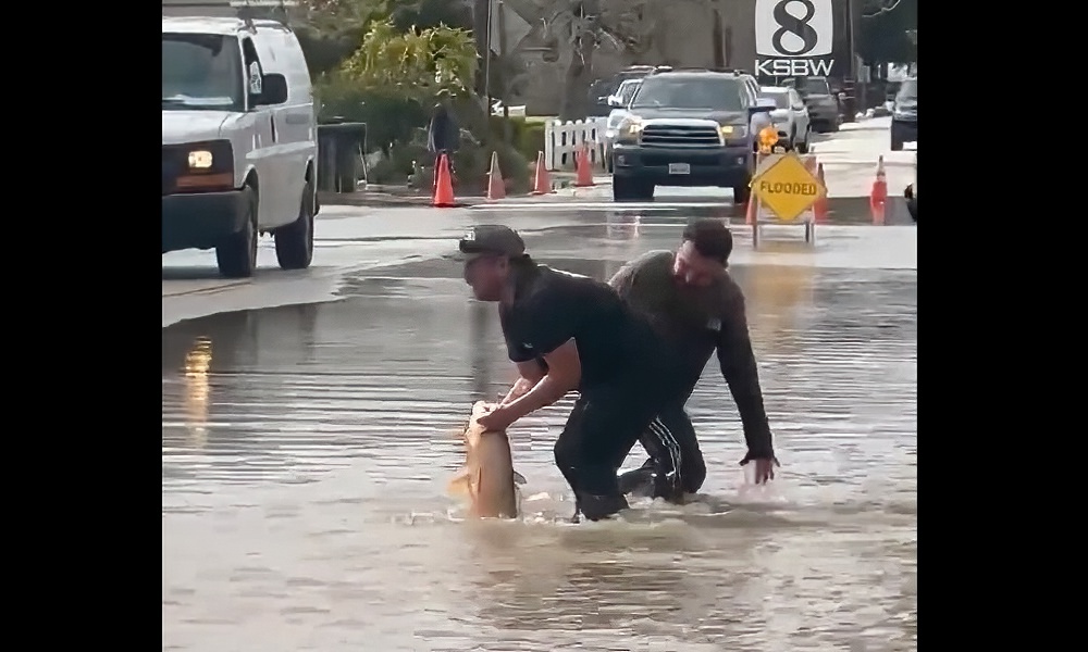 Watch: Huge carp wrestled from flooded California street