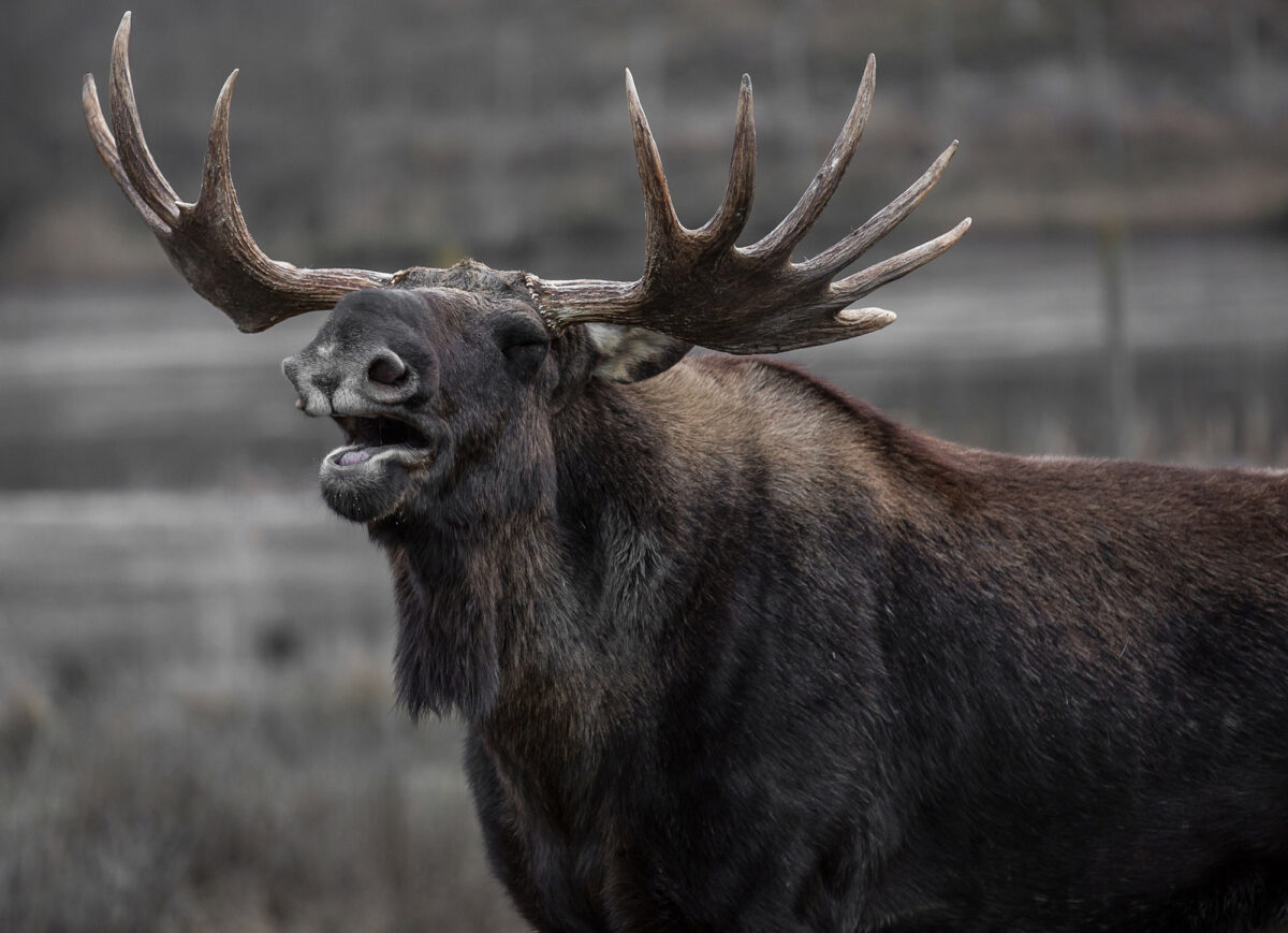 Terrifying video shows why you never mess with a moose