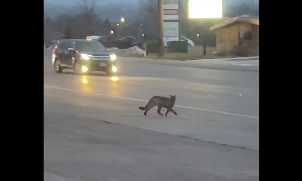 Tense moments as mountain lion attempts to cross busy street