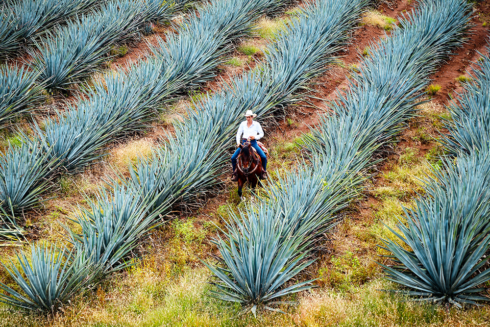 Margarita Cocktail Essentials: History and Trends