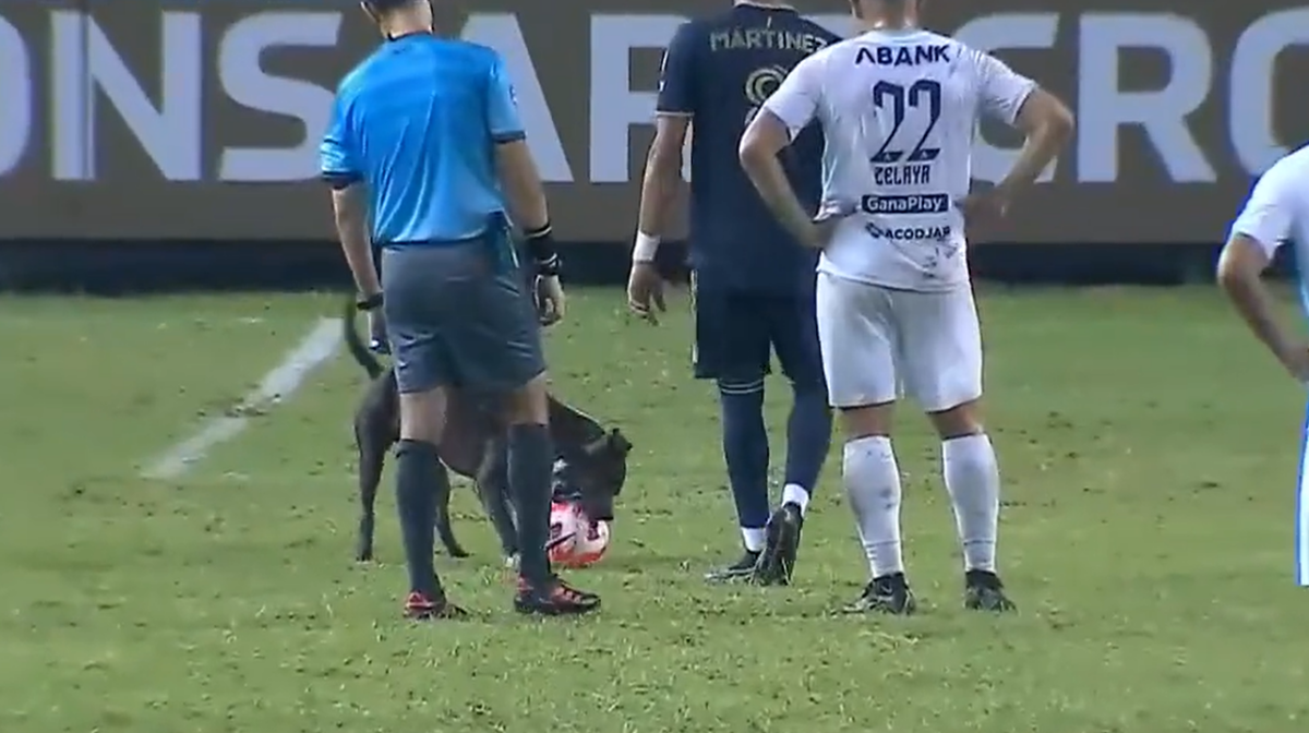 Dog graces Philadelphia Union vs. Alianza CCL match with its presence