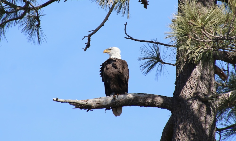 Poachers caught with bald eagle they had shot, intended to eat