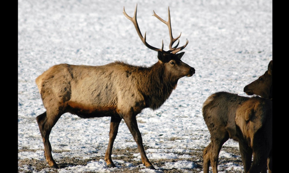 Man turns himself in for wildlife crimes prompted by ‘elk fever’