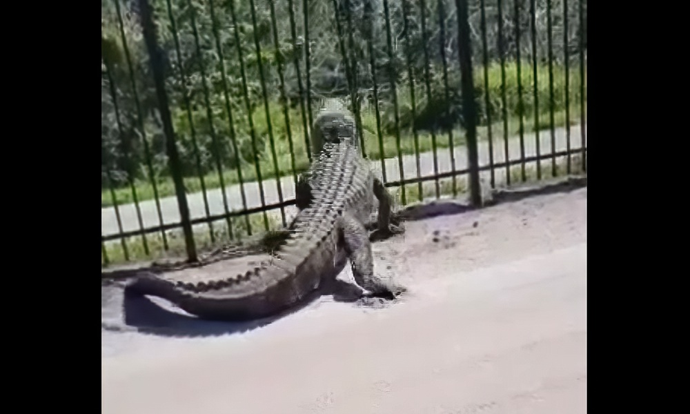 Watch: Florida gator tears through metal fence with alarming ease