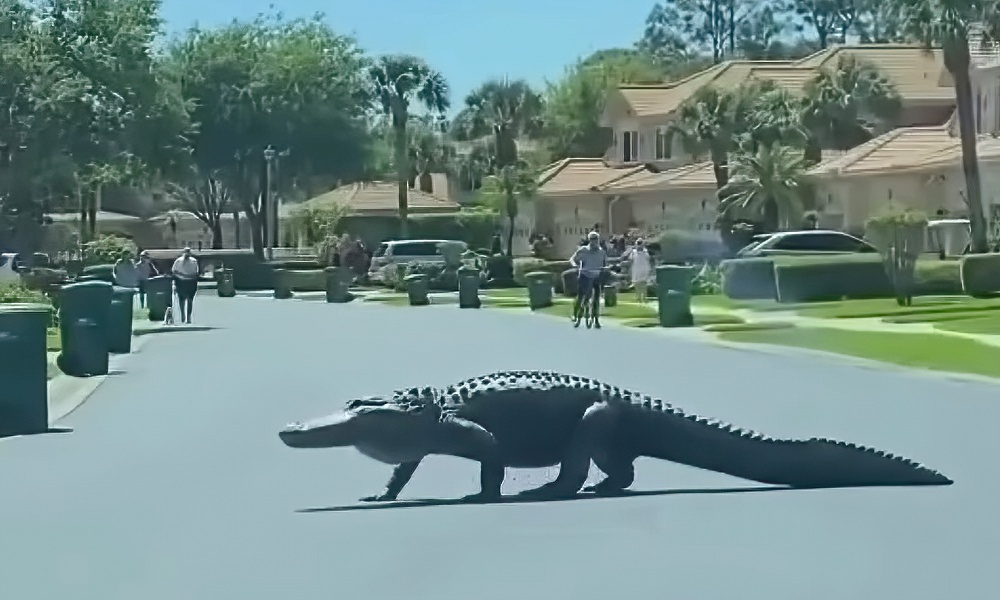 Giant gator visits posh Florida town in another ‘Jurassic’ moment
