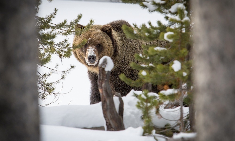 Yellowstone grizzly bears to begin emerging from hibernation