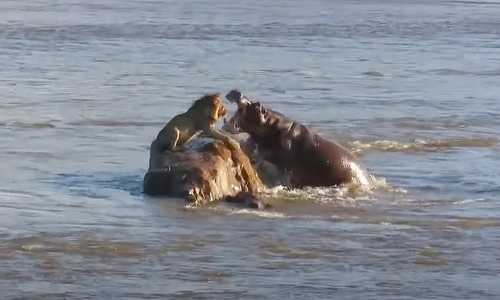 Rare footage shows hippos attacking lion stranded on rock
