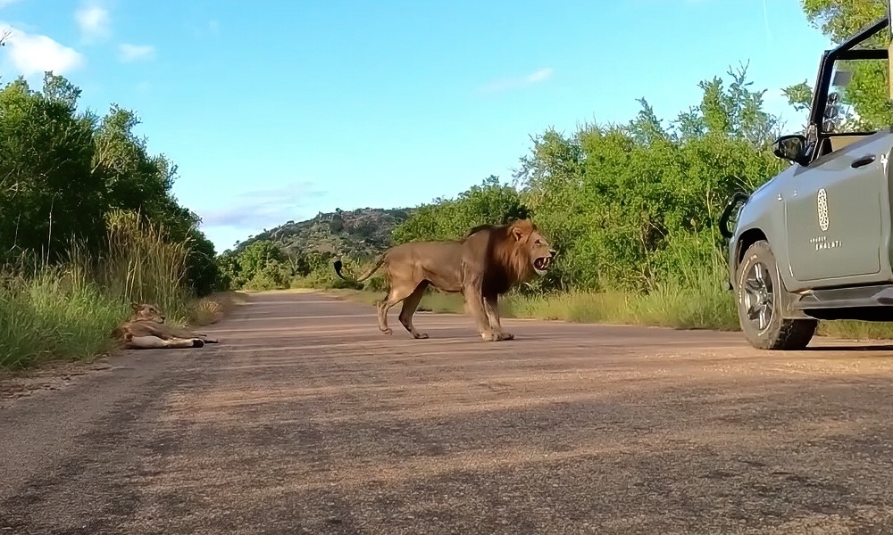 Watch: ‘Massive’ lion forces standoff with safari vehicle
