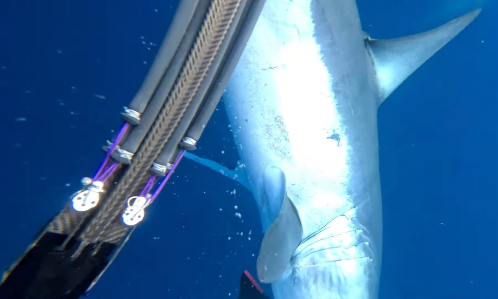 Mako shark rips fin off diver, who first thought, ‘I don’t have a leg’