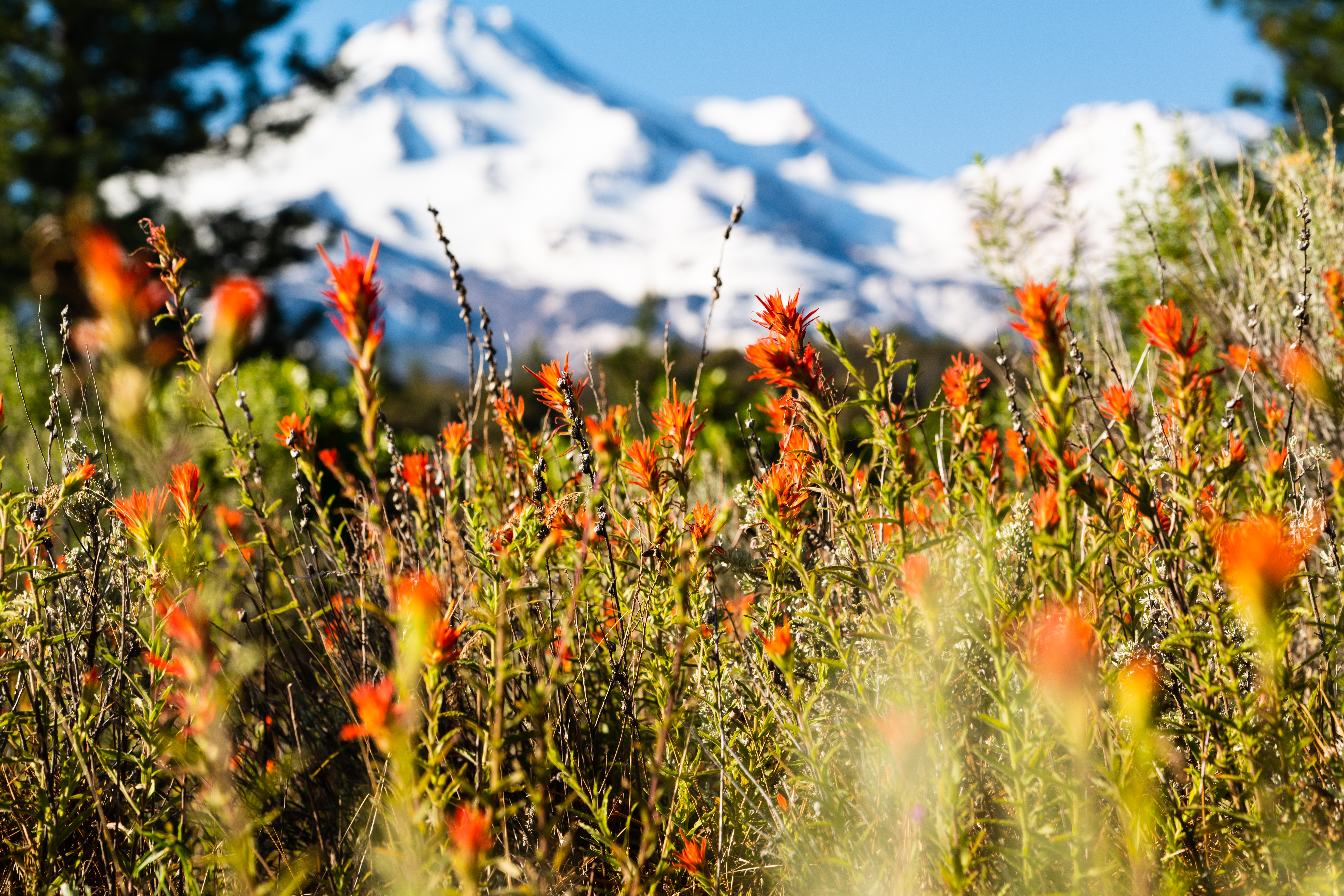 See spring wildflowers at these 16 gorgeous places in the US