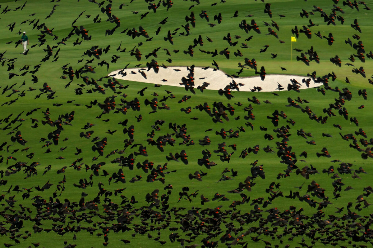 The Masters Tournament bird sounds controversy, explained